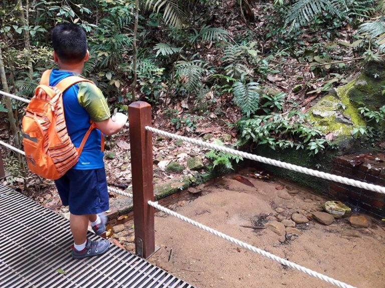 MacRitchie To Bukit Timah Trek