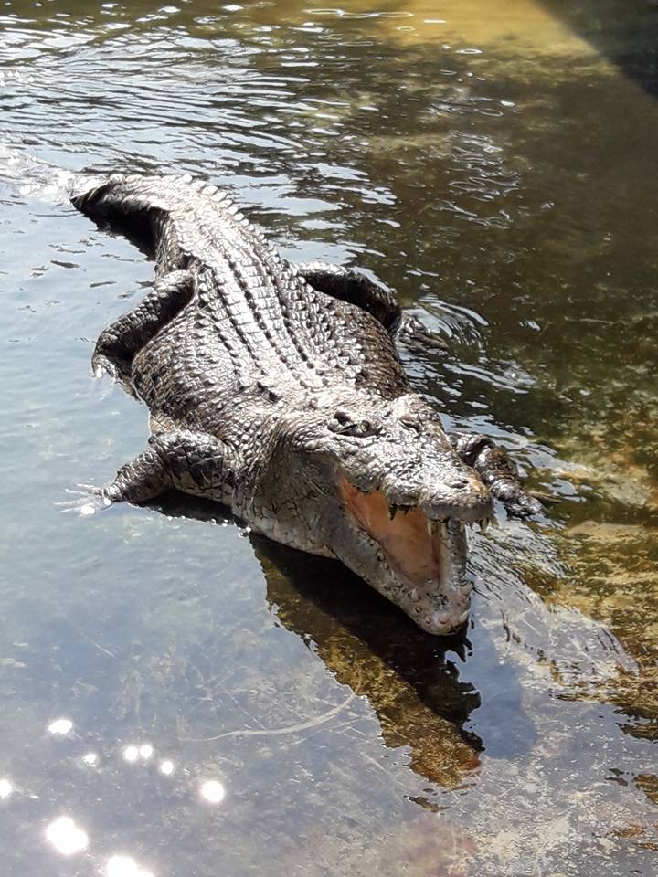 Crocodile Farm